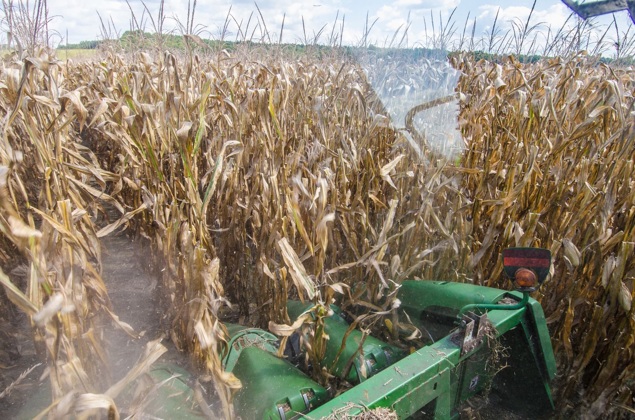 View from a corn harvester cutting rows of corn in Virginia in a 2013 archive photograph.